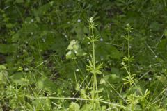 Cleavers, Galium aparine