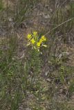 Cleland's Evening Primrose, Oenothera clelandii
