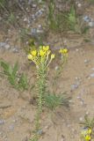 Cleland's Evening Primrose, Oenothera clelandii