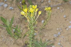 Cleland's Evening Primrose