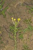 Cleland's Evening Primrose, Oenothera clelandii