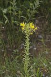 Cleland's Evening Primrose, Oenothera clelandii