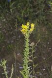 Cleland's Evening Primrose, Oenothera clelandii