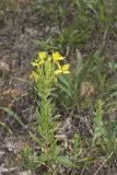 Cleland's Evening Primrose, Oenothera clelandii