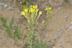 Cleland's Evening Primrose, Oenothera clelandii