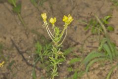 Cleland's Evening Primrose, Oenothera clelandii
