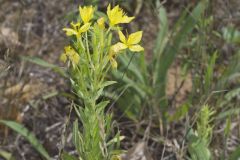 Cleland's Evening Primrose, Oenothera clelandii