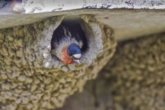 Cliff Swallow, Petrochelidon pyrrhonota
