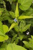 Climbing Dayflower, Commelina diffusa