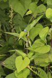 Climbing Dayflower, Commelina diffusa