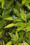 Climbing Dayflower, Commelina diffusa