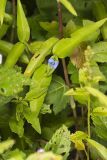 Climbing Dayflower, Commelina diffusa