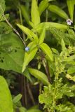 Climbing Dayflower, Commelina diffusa
