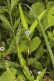 Climbing Dayflower, Commelina diffusa