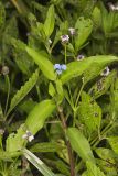 Climbing Dayflower, Commelina diffusa