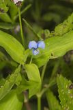 Climbing Dayflower, Commelina diffusa