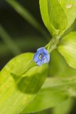 Climbing Dayflower, Commelina diffusa