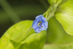 Climbing Dayflower