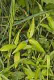 Climbing Dayflower, Commelina diffusa