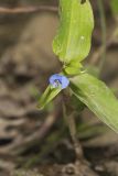 Climbing Dayflower, Commelina diffusa