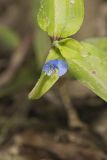 Climbing Dayflower, Commelina diffusa