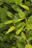 Climbing Dayflower, Commelina diffusa