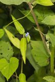 Climbing Dayflower, Commelina diffusa