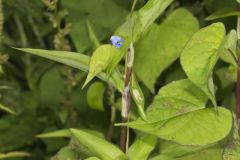 Climbing Dayflower, Commelina diffusa