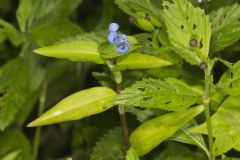 Climbing Dayflower, Commelina diffusa