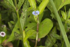 Climbing Dayflower, Commelina diffusa