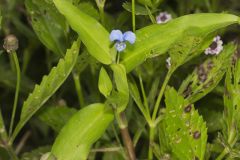 Climbing Dayflower, Commelina diffusa