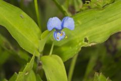 Climbing Dayflower, Commelina diffusa