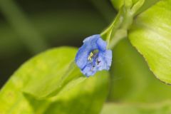 Climbing Dayflower, Commelina diffusa