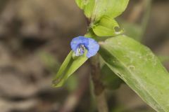 Climbing Dayflower, Commelina diffusa