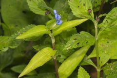 Climbing Dayflower, Commelina diffusa