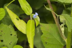 Climbing Dayflower, Commelina diffusa