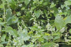 Climbing false Buckwheat, Fallopia scandens