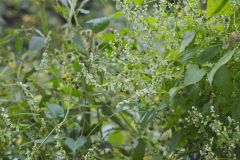 Climbing false Buckwheat, Fallopia scandens
