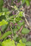 Climbing Milkvine, Matelea obliqua