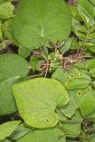 Climbing Milkvine, Matelea obliqua