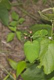 Climbing Milkvine, Matelea obliqua