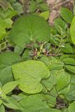 Climbing Milkvine, Matelea obliqua