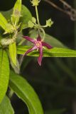 Climbing Milkvine, Matelea obliqua
