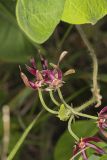 Climbing Milkvine, Matelea obliqua