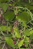 Climbing Milkvine, Matelea obliqua