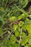 Climbing Milkvine, Matelea obliqua