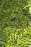 Climbing Milkvine, Matelea obliqua