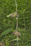 Climbing Milkvine, Matelea obliqua