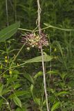 Climbing Milkvine, Matelea obliqua