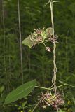 Climbing Milkvine, Matelea obliqua